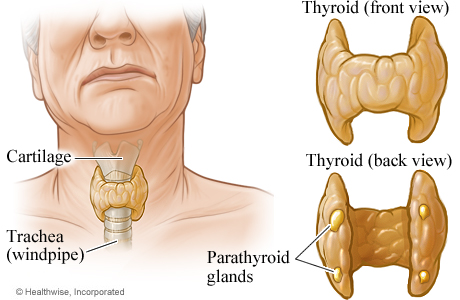 The Under-tested Parathyroid Gland: The Importance of Testing