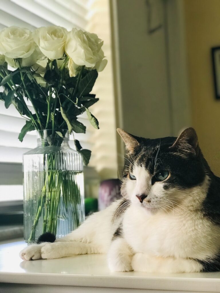 cat on a table