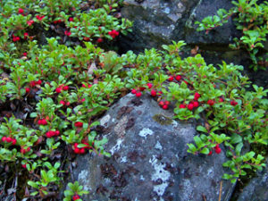 Bearberry Leaf – Arctostaphylos uva ursi