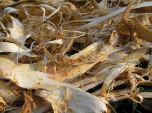 Slippery Elm Bark – Ulmus rubra