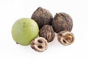 Black Walnut Hull – Juglans nigra