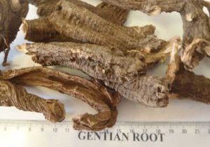 Gentian Root an ingredient in Healthy Melissa's herbal supplement Travel insurance Bundle-