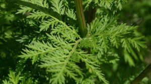Wormwood an ingredient in Healthy Melissa's Travel insurance Bundle- A herbal supplement to help prevent mosquitoes and other parasite infection while traveling. 