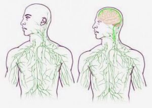 Lymph system 2