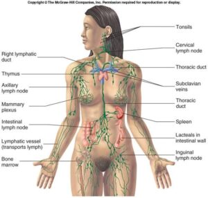 lymphatic system