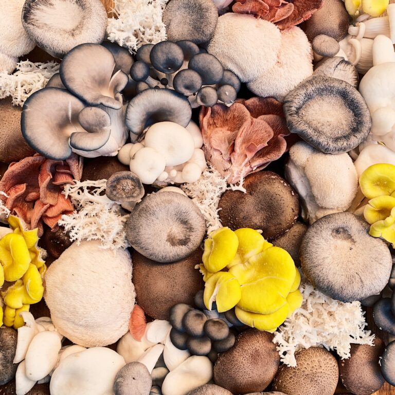 Mushrooms Lower Thyroid Antibodies: Hashimotos & Graves Disease